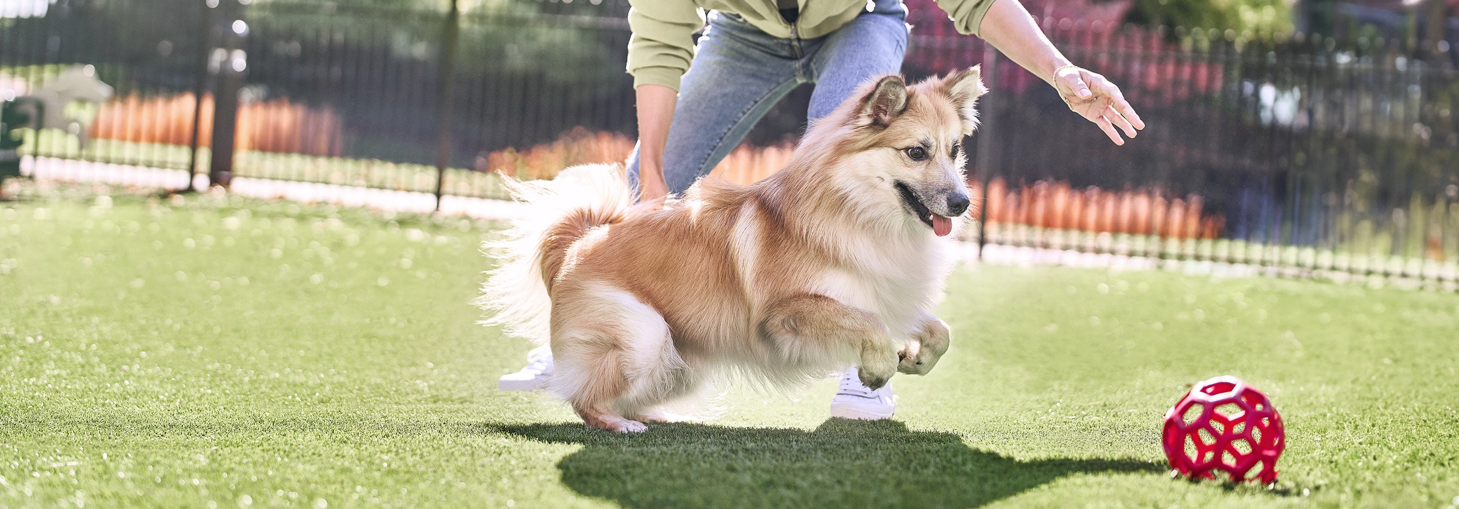 Dog playing in field
