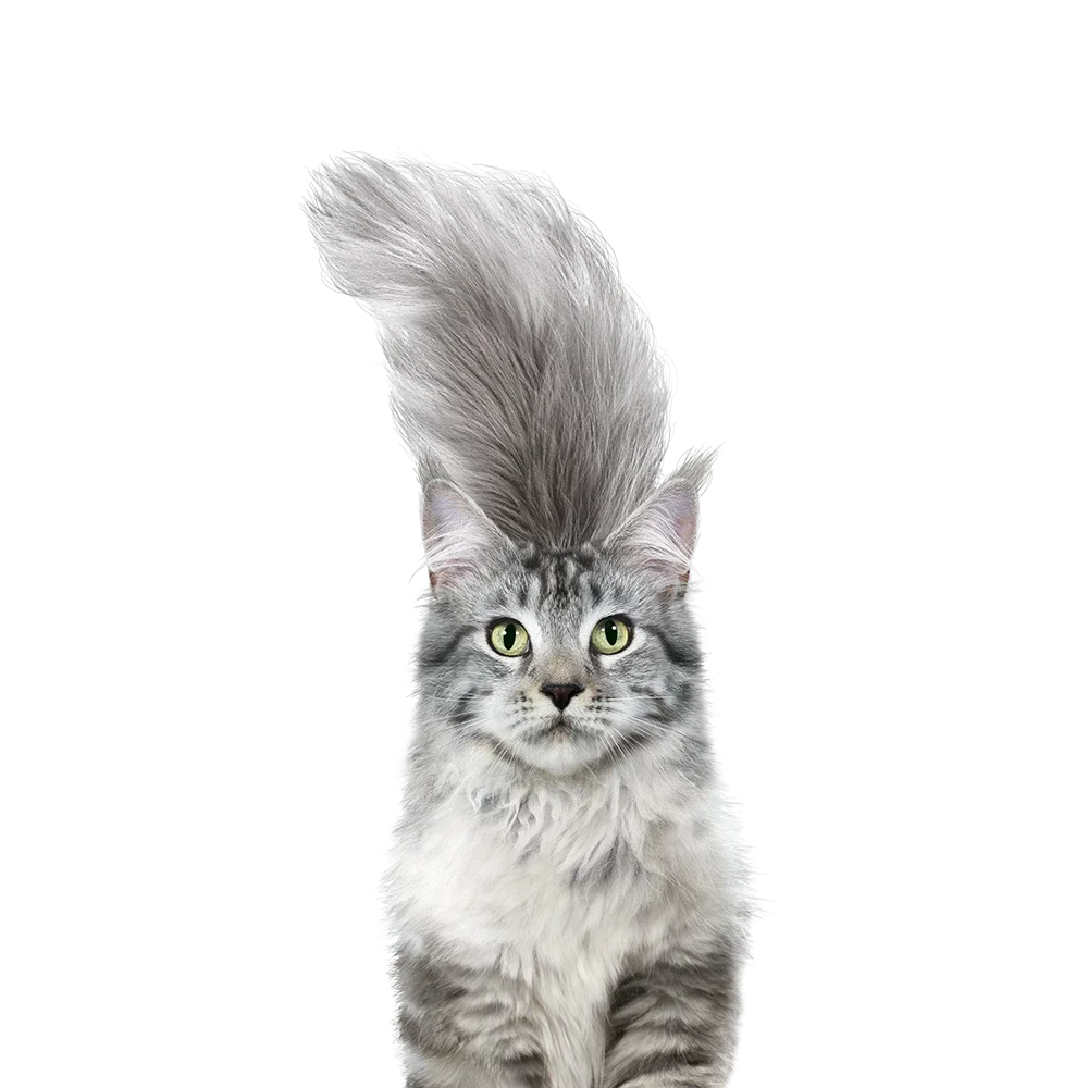 Purina ONE Teaser image cat