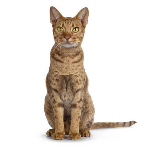 オシキャット
