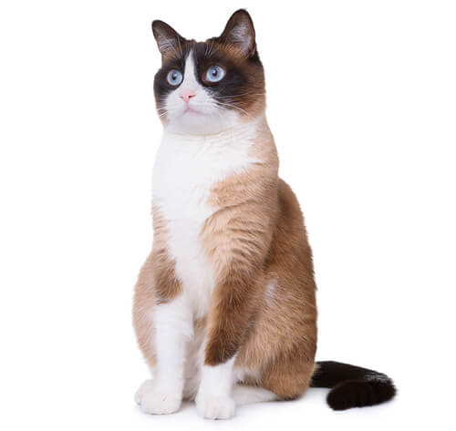 スノーシュー
