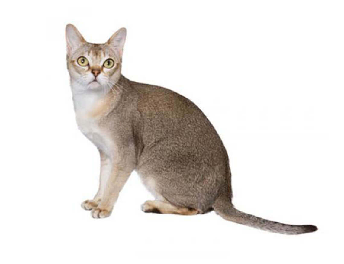 シンガプーラ