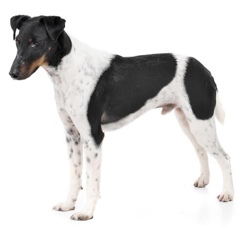 BREED Hero Fox Terrier Smooth Coat (1)