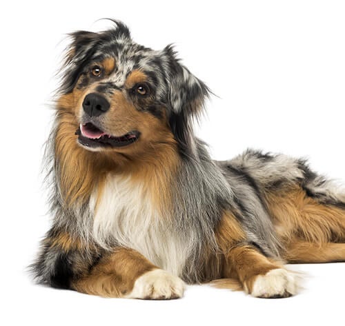 BREED Hero 0005 australian shepherd dog 0