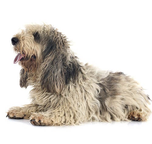 BREED Hero 0007 basset griffon vendeen grande 0