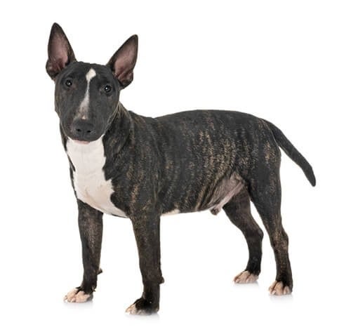 BREED Hero 0028 bull terrier miniature