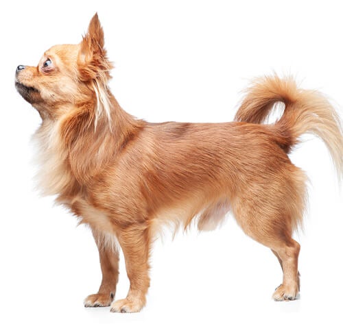 BREED Hero 0033 Chihuahua long