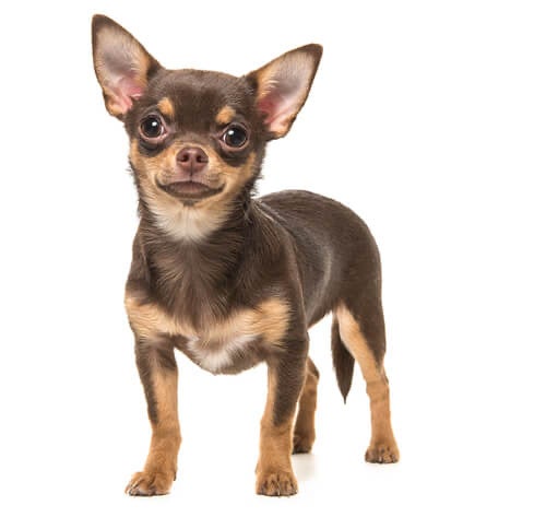 BREED Hero 0034 chihuahua smooth