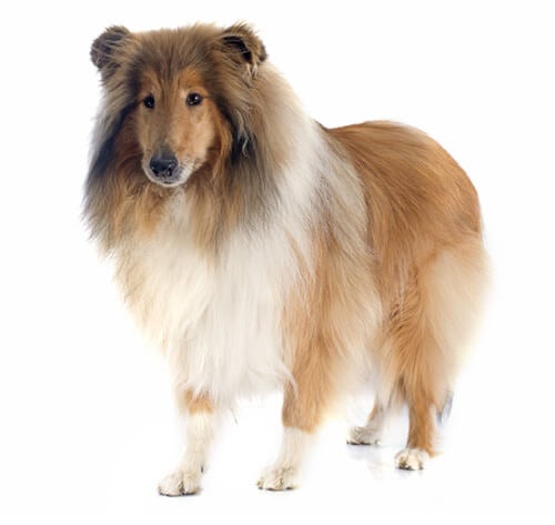 BREED Hero 0036 collie rough