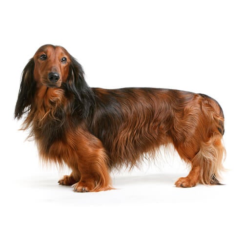 BREED Hero 0038 dachshund long standard