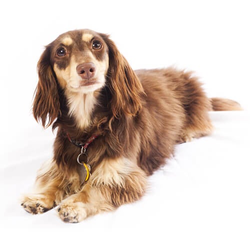 BREED Hero 0039 dachshund long mini
