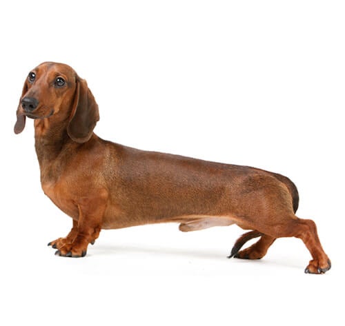 BREED Hero 0040 dachshund smooth standard