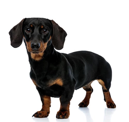 BREED Hero 0041 dachshund smooth mini
