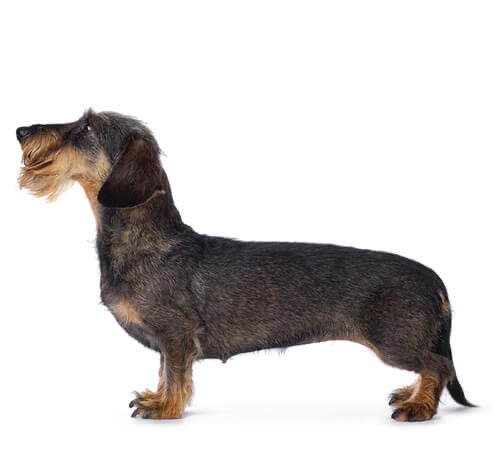 BREED Hero 0042 dachshund wire standard