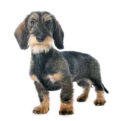 BREED Hero 0043 dachshund wire mini