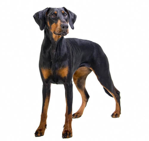 BREED Hero 0046 doberman