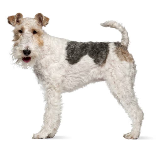 BREED Hero 0050 fox terrier wire