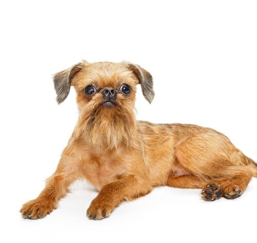 BREED Hero 0063 griffon bruxellois