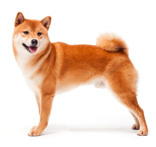 BREED Hero 0075 japanese shiba inu