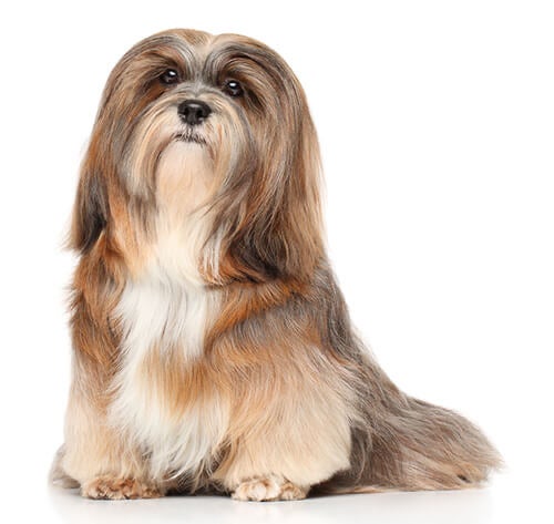 BREED Hero 0079 lhasa apso