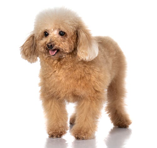 BREED Hero 0096 poodle toy