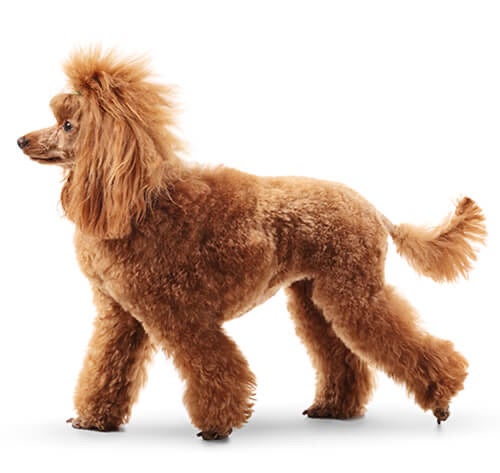 BREED Hero 0097 poodle standard