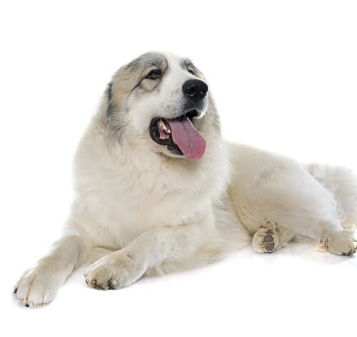 BREED Hero 0101 pyrenean mountain dog