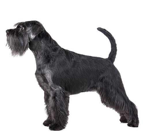 BREED Hero 0112 schnauzer standard