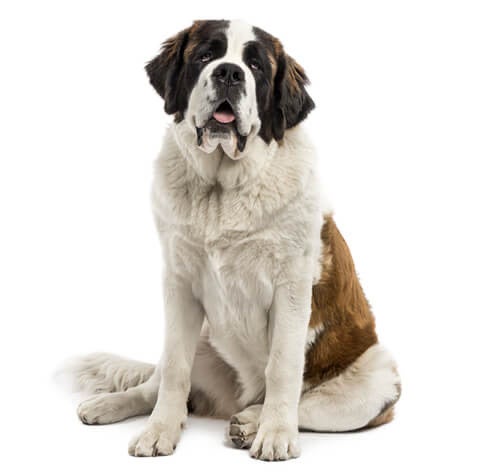 BREED Hero 0129 saint bernard