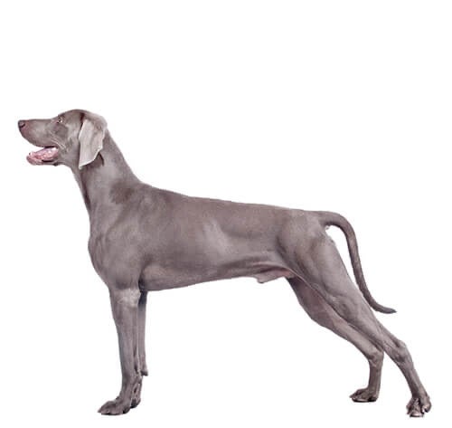 BREED Hero 0135 weimeraner
