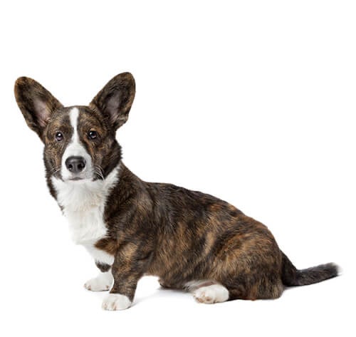 BREED Hero 0136 welsh corgi cardigan