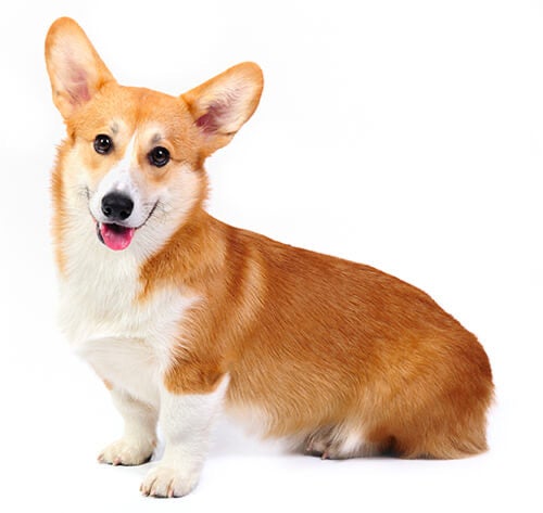 BREED Hero 0137 welsh corgi pembroke