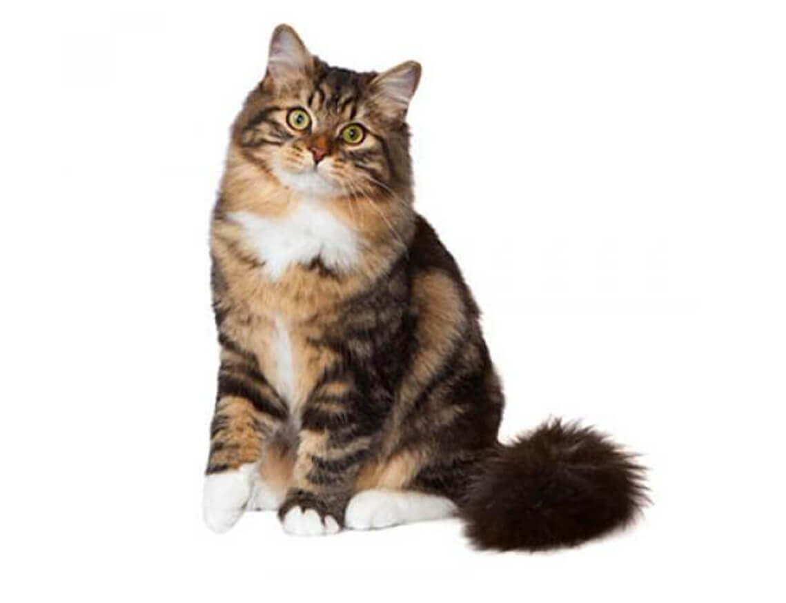 CAT BREED Hero Mobile 0007 Siberian forest OG
