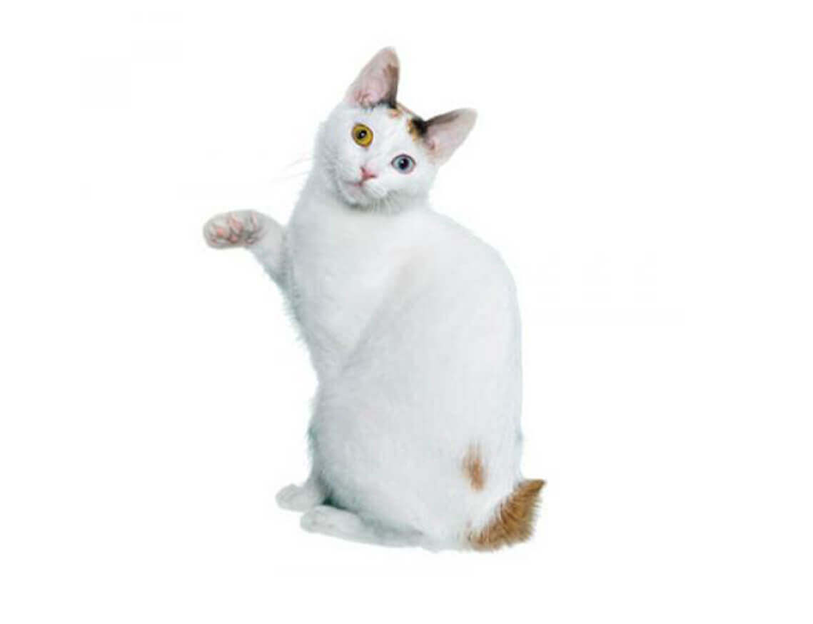 CAT BREED Hero Mobile 0026 Japanese bobtail shorthair