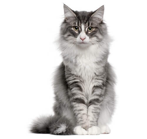 CAT HERO 0013 Norwegian forest