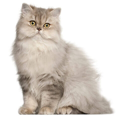 Persian