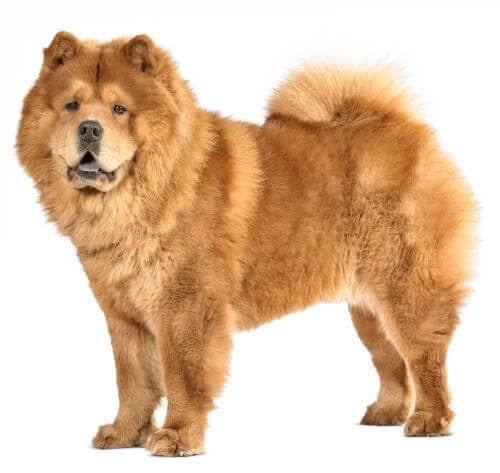 chow dogs