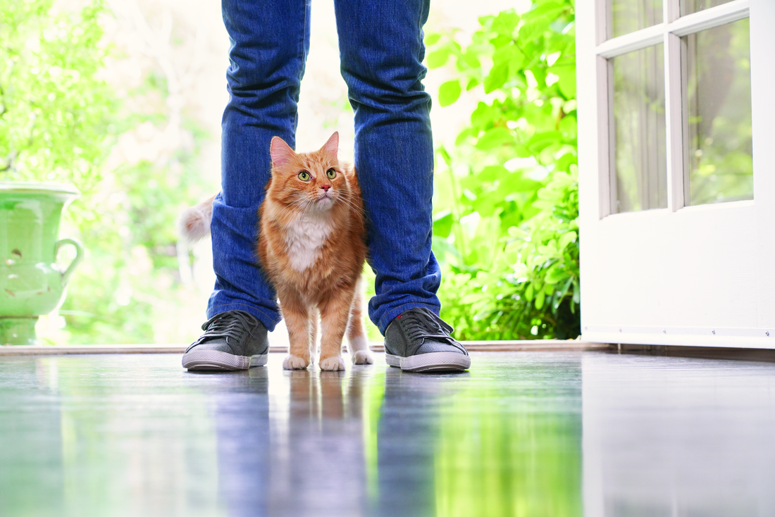 猫を一時的に保護する場合