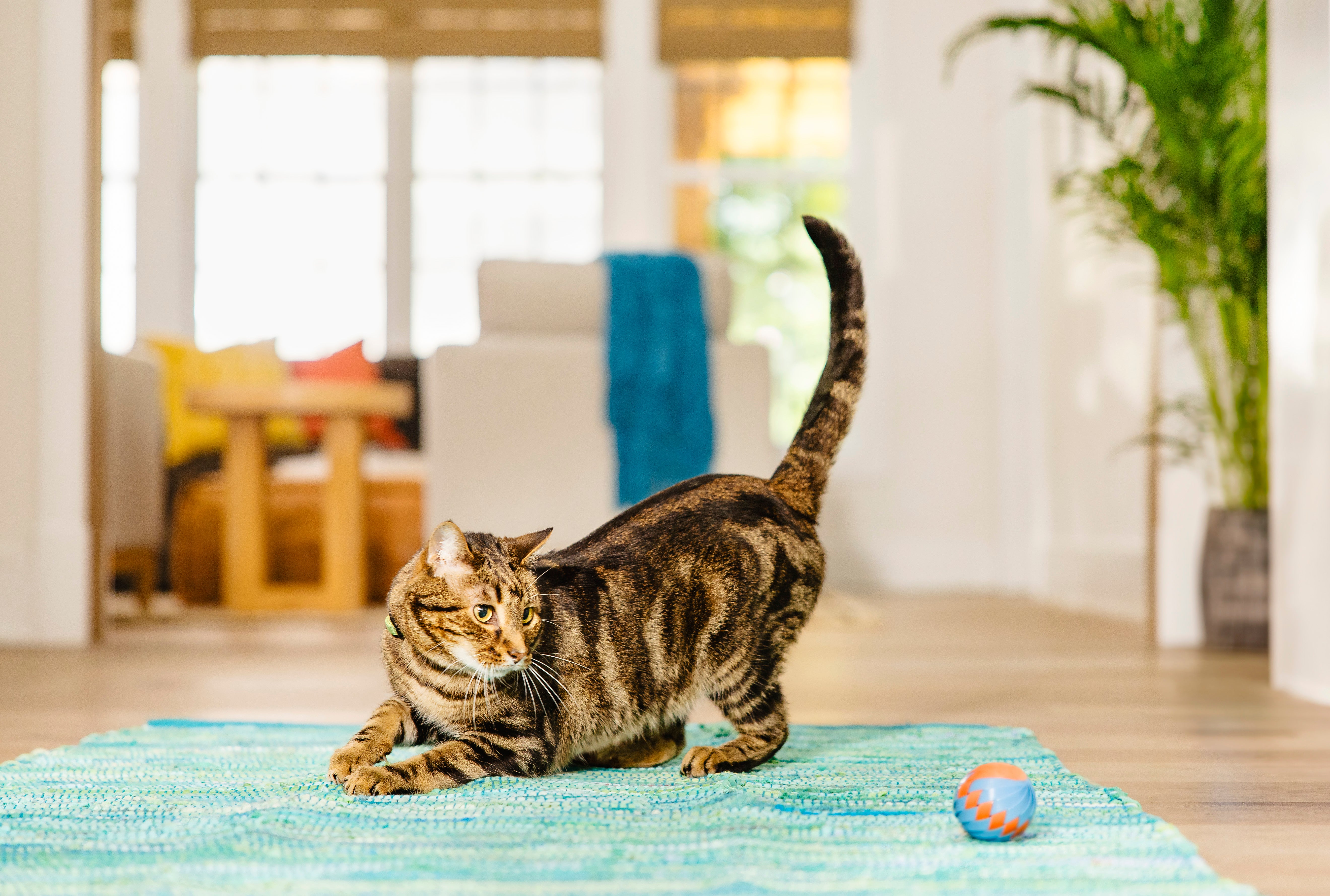 猫のなめる行動をやさしくやめさせるには