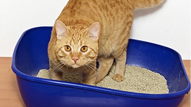 猫の膀胱炎の症状