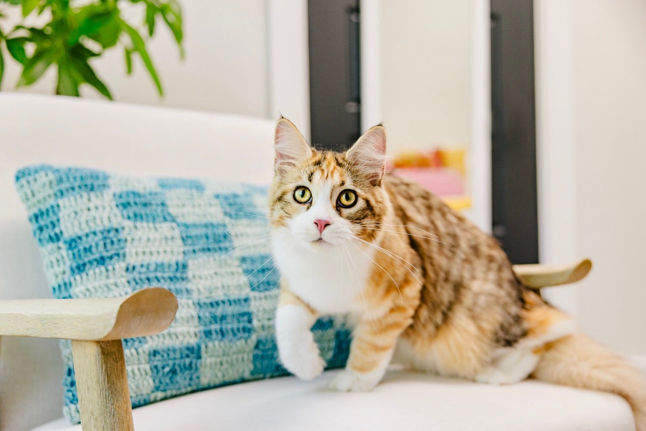 猫同士のケンカによるストレスを減らすには