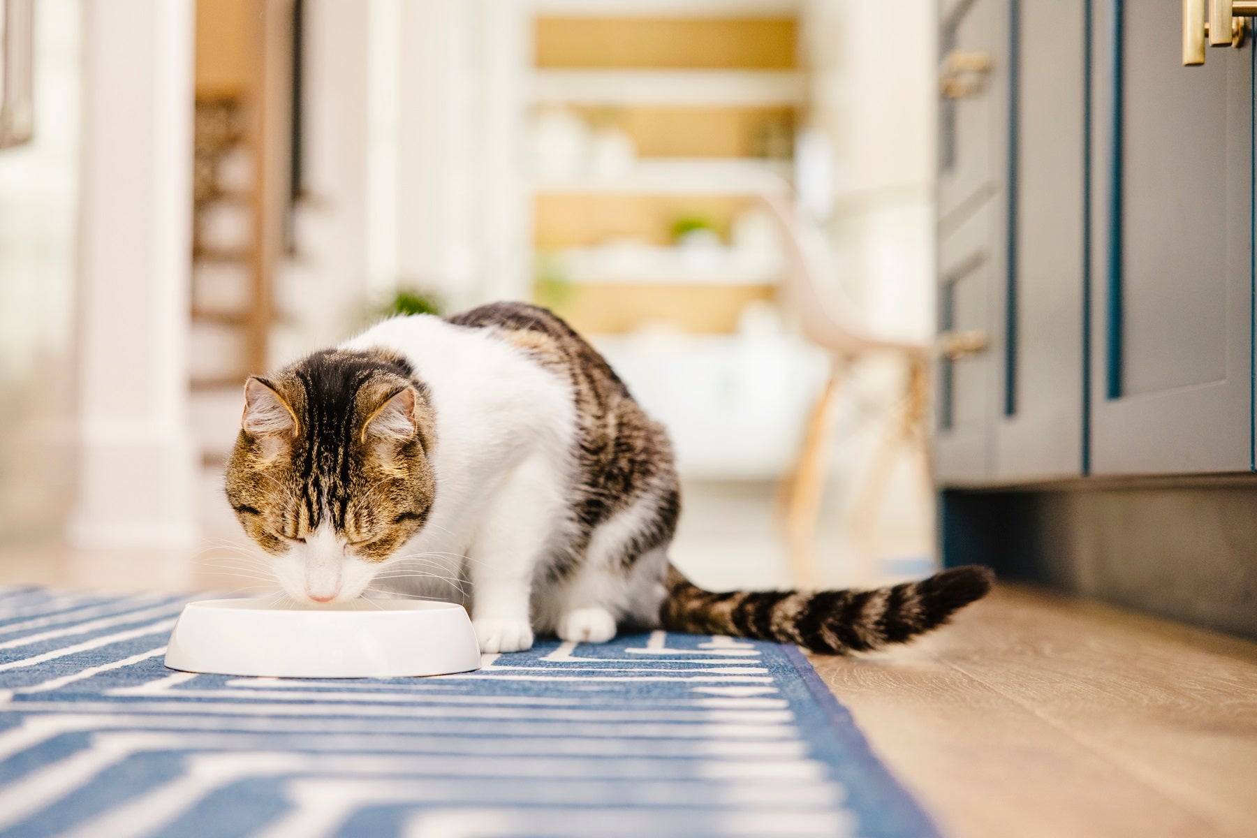 猫が中毒を起こしたとき