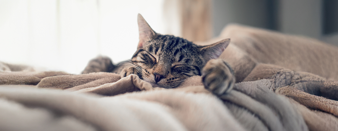 猫はどんな夢を見ているの？