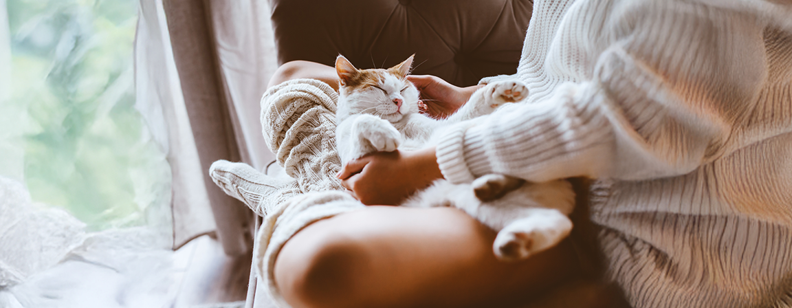 猫の睡眠サイクル