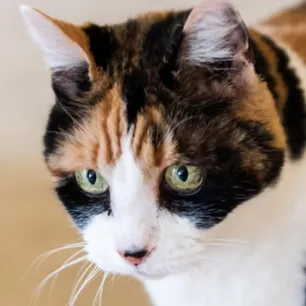 Purina Body Condition Tool for Cats