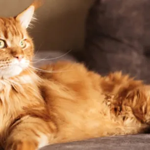 Make Your Home Cat Friendly in 11 Easy Steps