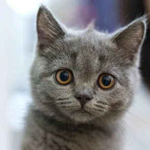 Bringing a Kitten Home