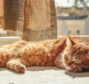 猫の皮膚病とは？気をつけたい皮膚炎や皮膚トラブルの症状と原因を解説