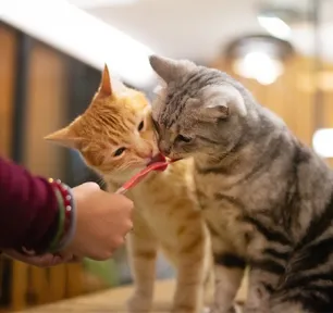 猫同士のケンカをやめさせるには？原因と対処法を解説