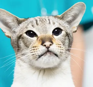 猫の膀胱炎とは？～症状・原因・治療法～