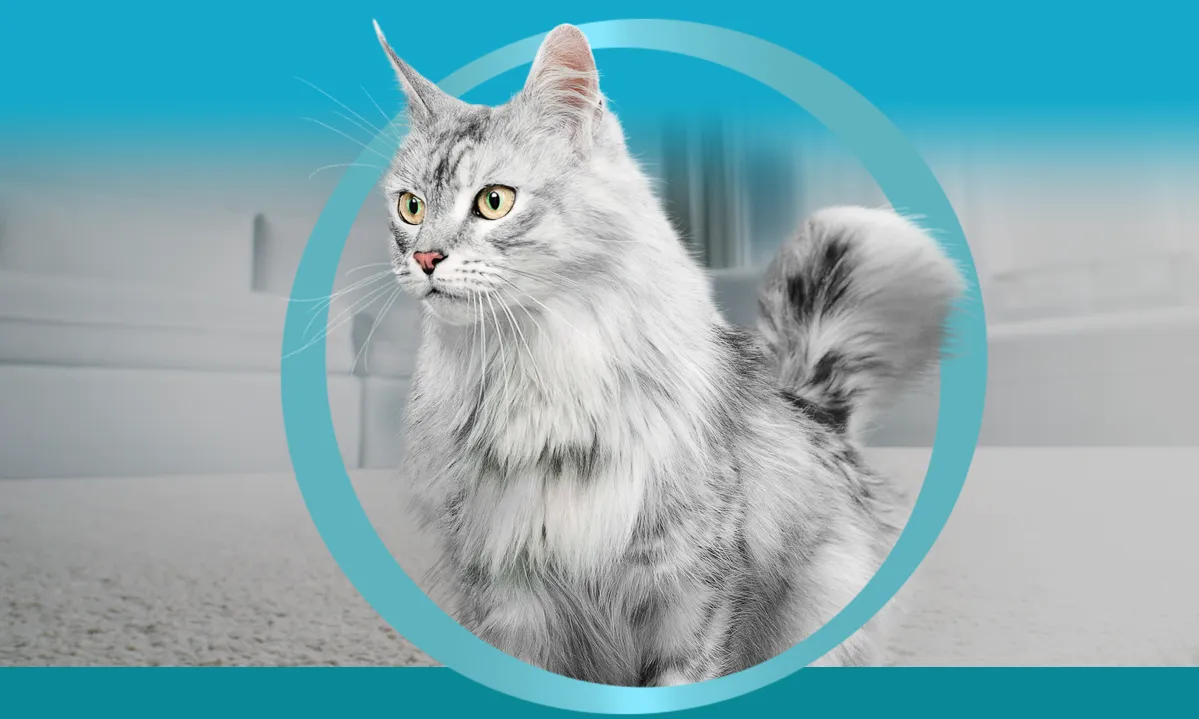ピュリナ ワン 猫用フード(Purina ONE Cat) - ピュリナ公式サイト